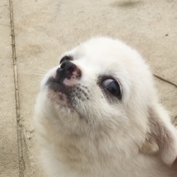 FacePic